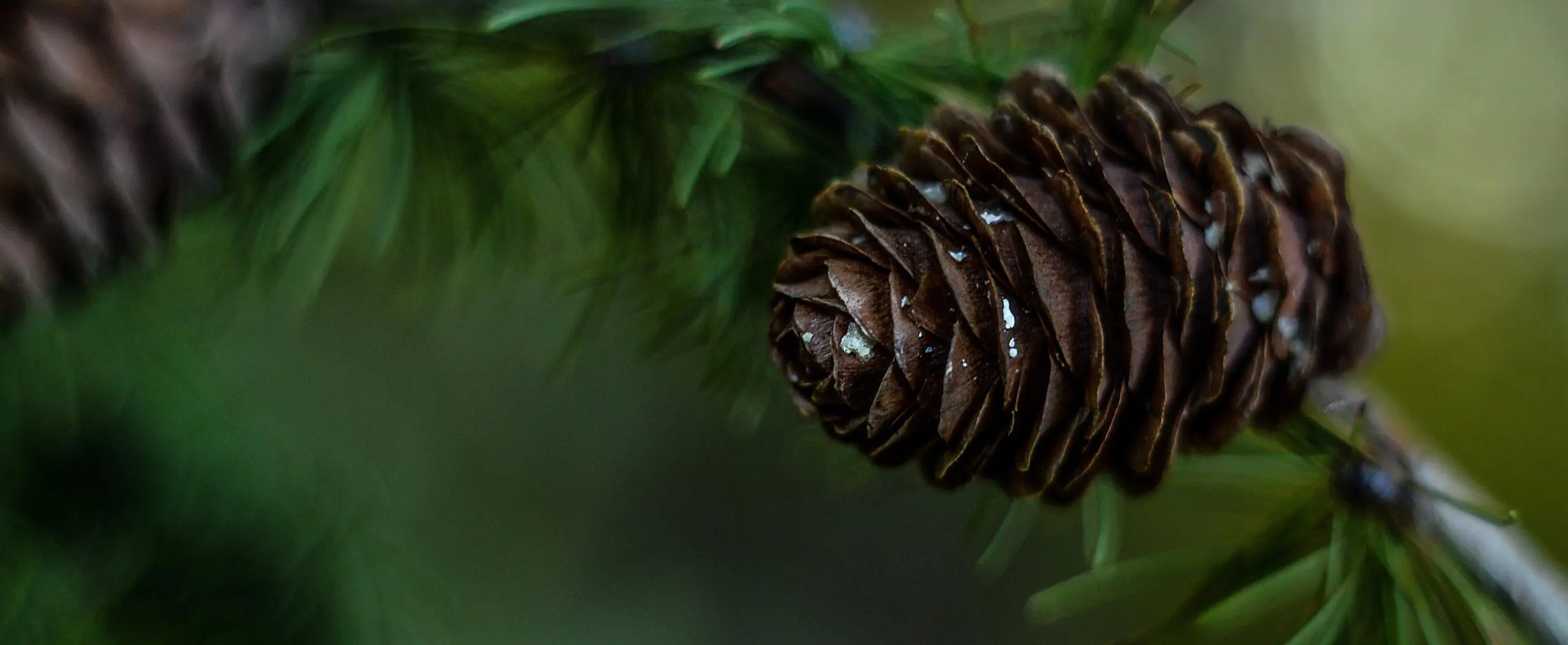 close up of pine cone on pine tree branch